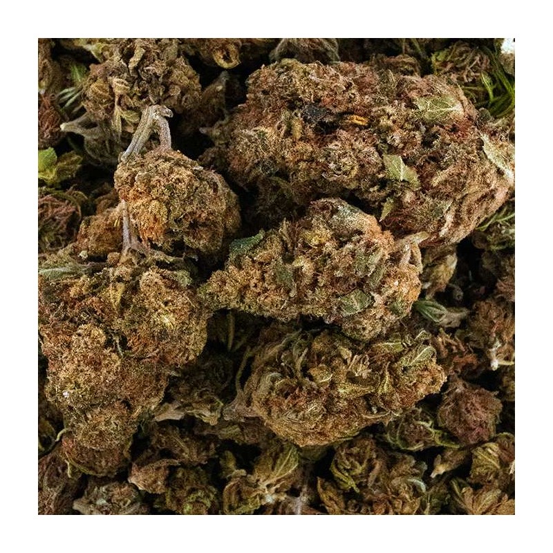 Fleur de CBD - ORANGE BUD