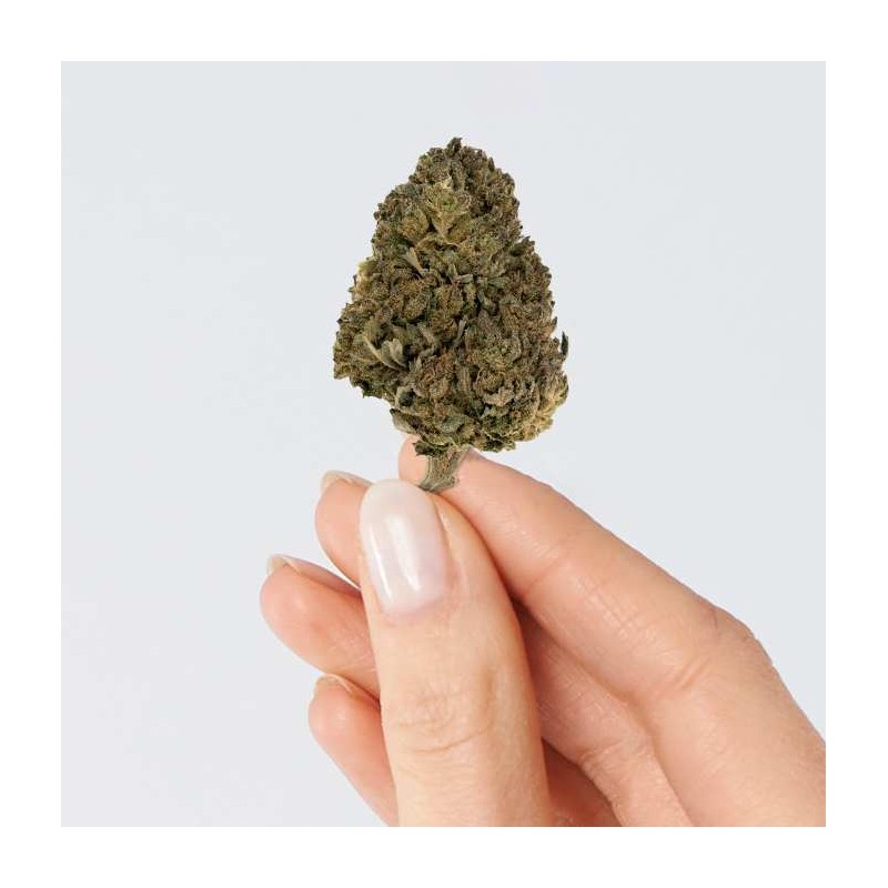 Fleur de CBD - HAWAÏENNE SKUNK