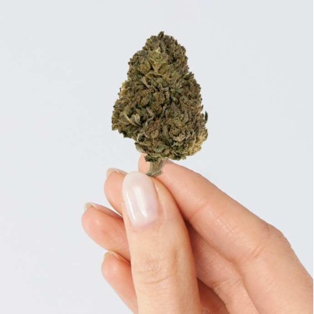 Fleur de CBD - HAWAÏENNE SKUNK