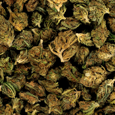 Fleur de CBD - LITTLE FRENCH ALSACE