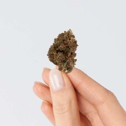 Fleur de CBD - OG KUSH * PROMO *