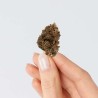 Fleur de CBD - OG KUSH * PROMO *