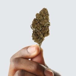 Fleur de CBD - PURPLE COOKIE