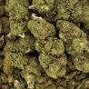 Fleur de CBD - SUPER LEMON HAZE