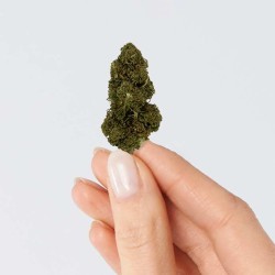 Fleur de CBD - SUPER LEMON HAZE