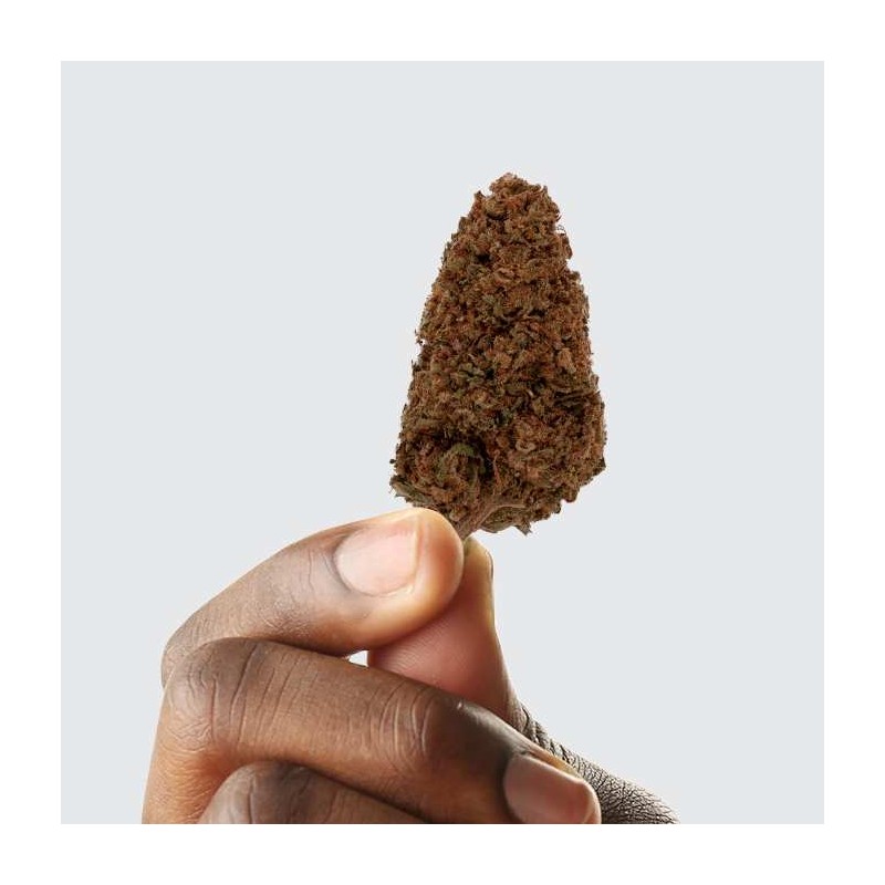 Fleur de CBD - PINK FLAMINGO