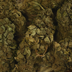 Fleur de CBD - BANANA