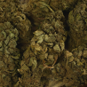 Fleur de CBD - BANANA