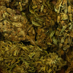 Fleur de CBD - FEDTONIC