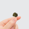 Fleur de CBD BIO - MINI BUD PROVENCE
