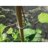 Anneaux de plantes galvanisés lot de 25
