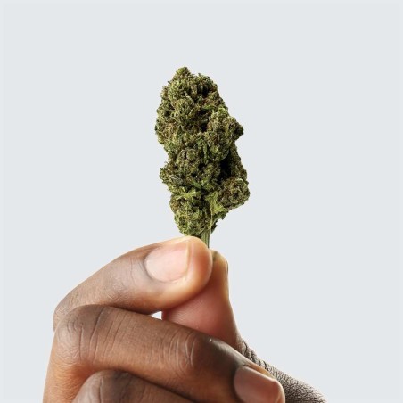Fleur de CBD la plus puissante - BUBBLE