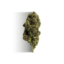 Fleur de CBD la plus puissante - BUBBLE