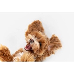 Huile CBD animaux 3% poulet | NOVALOA