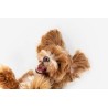 Huile CBD animaux 3% poulet | NOVALOA