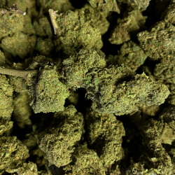 Fleur de CBD - CRITICAL KUSH