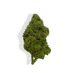 Fleur de CBD - CRITICAL KUSH